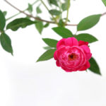 庭木は、大切にされるほど元気に育ちます