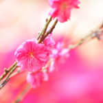 新しい年に、庭木と向き合うということ