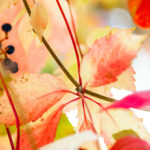 樹木はアーティスト